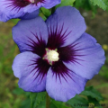 Hibiscus bleus