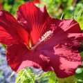 Hibiscus rouges