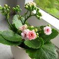 Kalanchoe