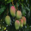 Manguiers - Mangifera indica