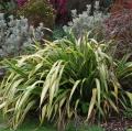 Phormium panachés