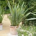 Phormium pour pots