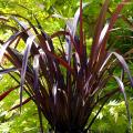 Phormium pourpres 