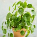 Pilea