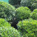 Pittosporum nains