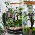 Plantes pour terrariums