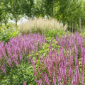 Sauges des bois - Salvia nemorosa