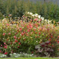 Sauges à petites feuilles - Salvia microphylla