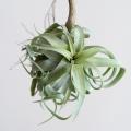 Tillandsia