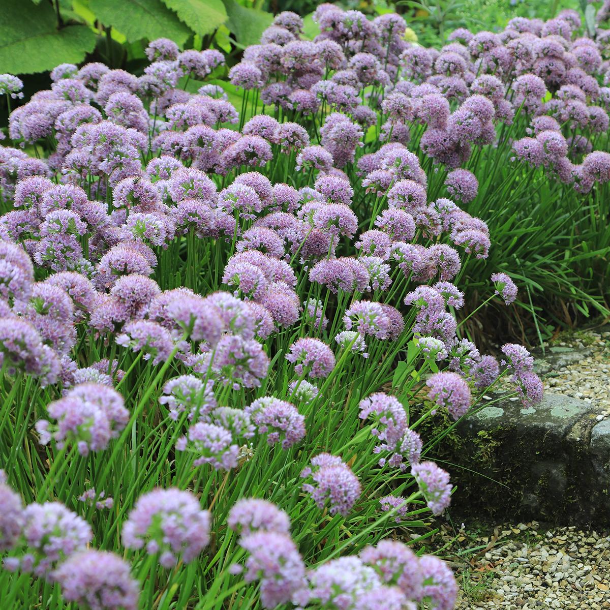 Allium Angulosum Ou Acutangulum Ail D Ornement Fleurs Roses Bulbe