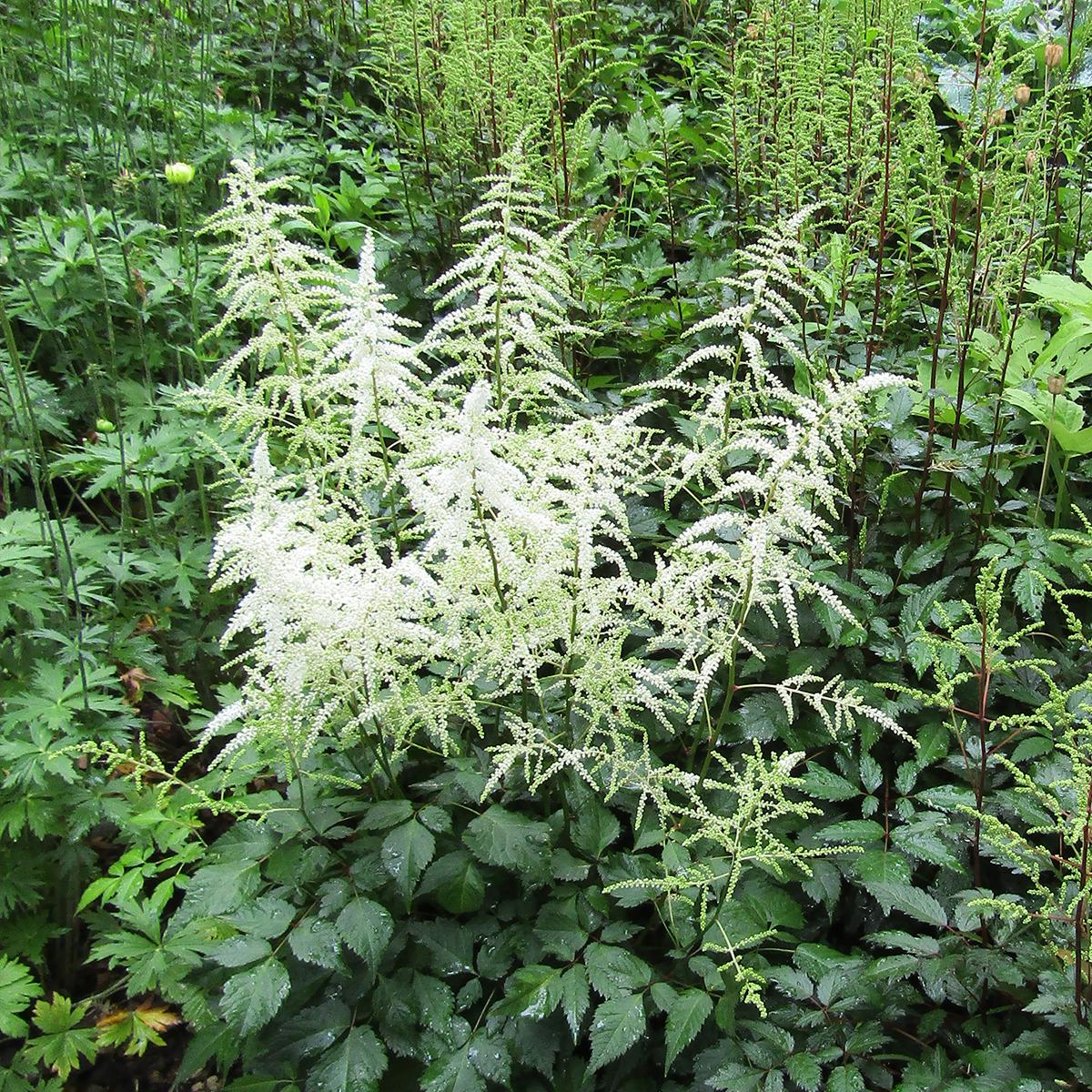 Astilbe x arendsii Cappuccino - Vivace à floraison vaporeuse en ...