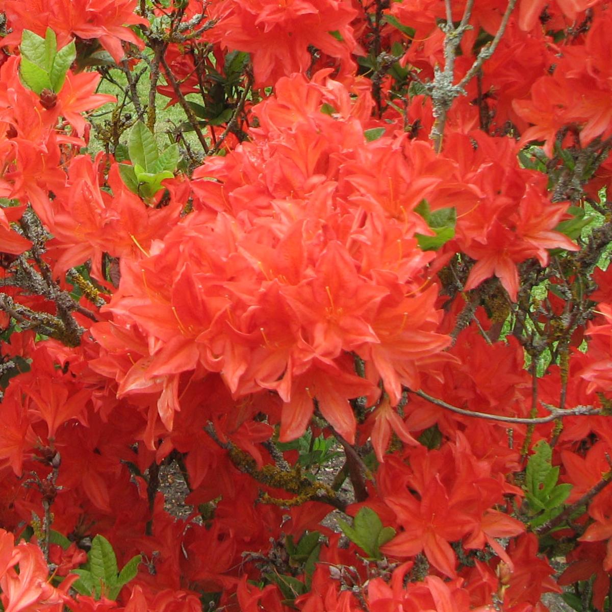 Azalea Mollis Koster S Brilliant Red Azal E Caduque Fleurs Rouge Vif