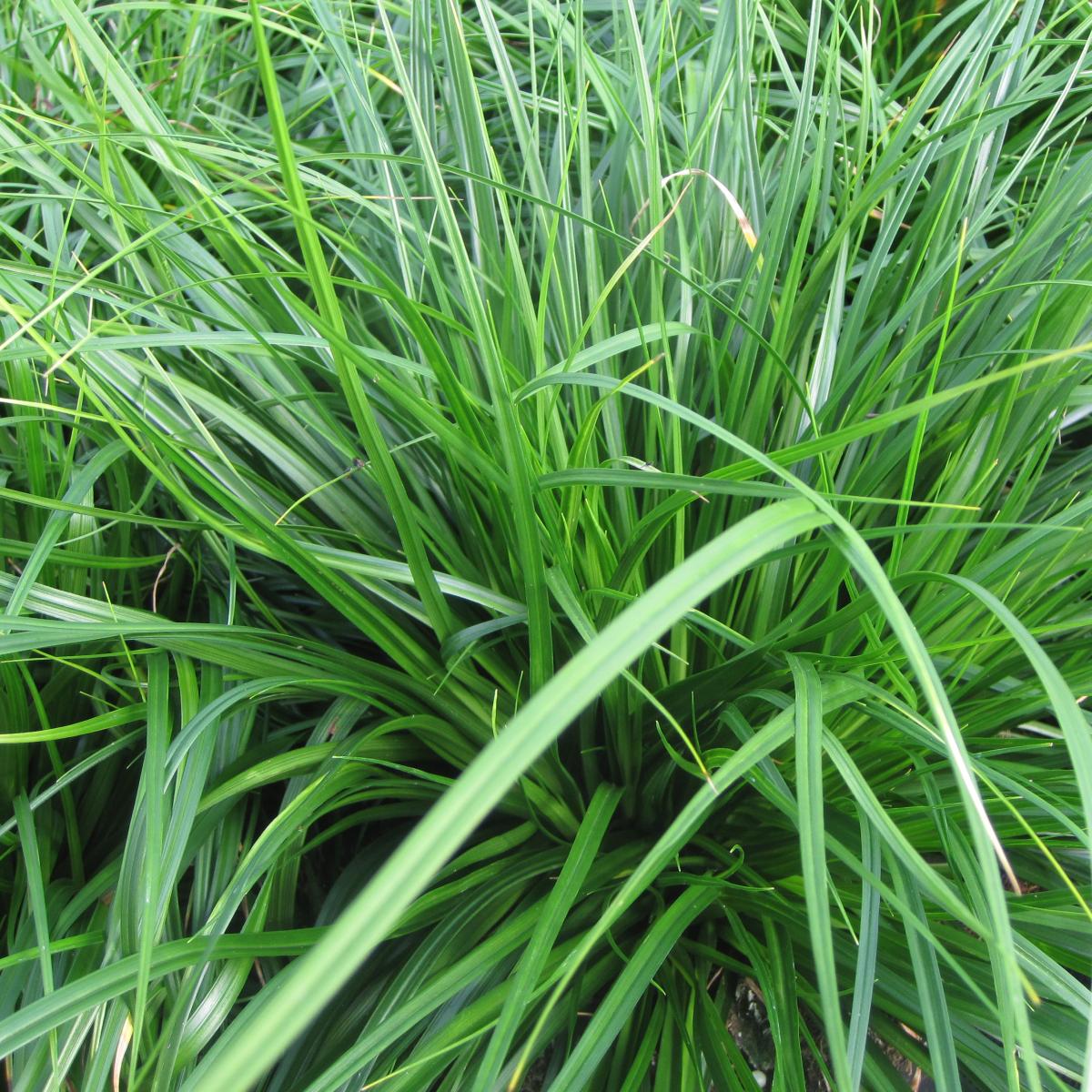 Carex oshimensis Evergreen - Laîche d'Oshima - Graminée couvre-sol vert ...