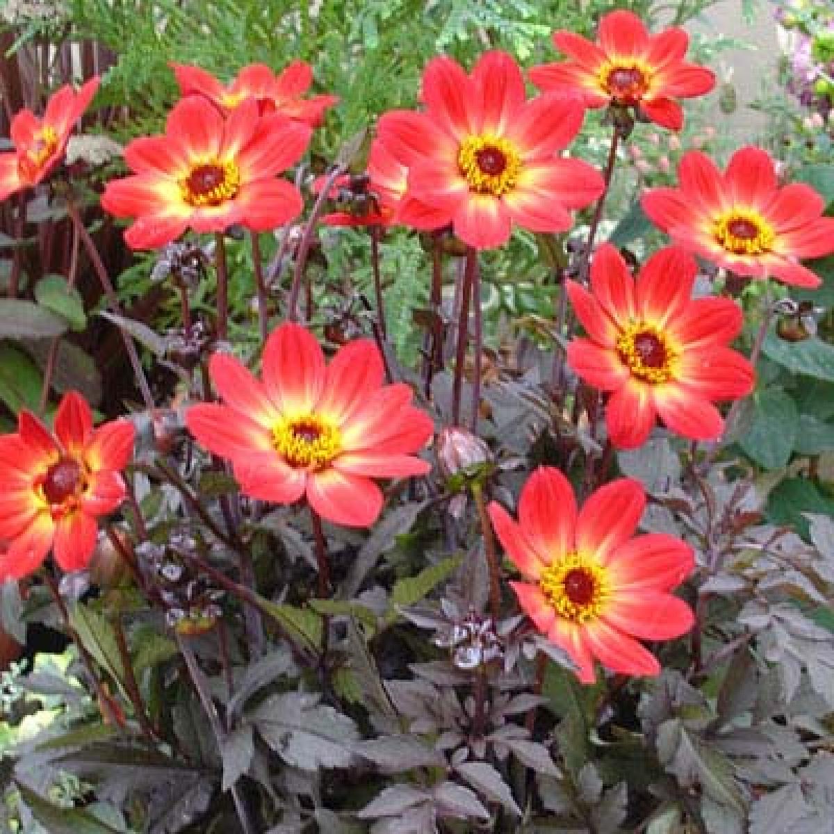 Dahlia Happy Single FlameDahlia nain à fleurs simples rouge au coeur jaune.