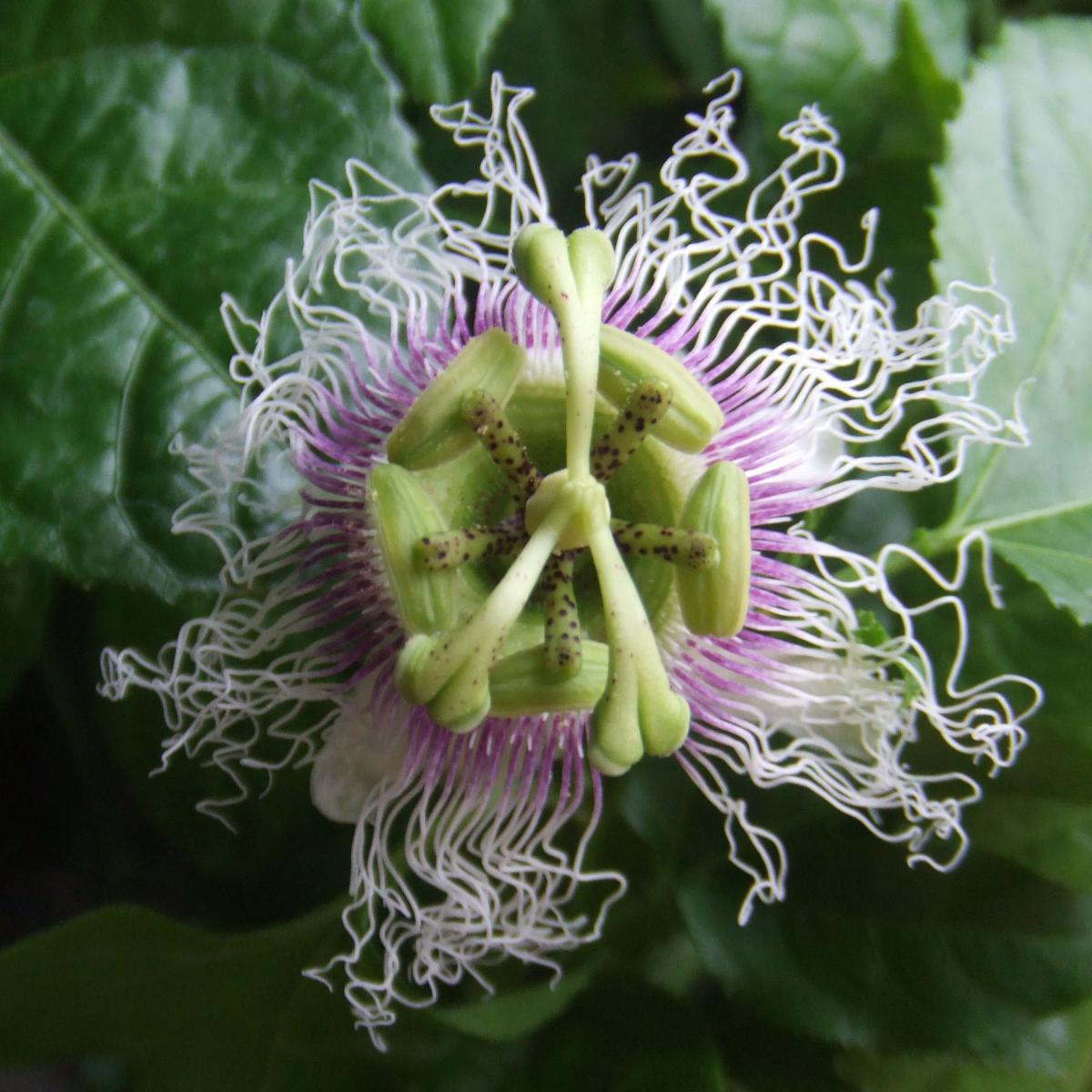 Fruit De La Passion (Grenadille) - Passiflora Edulis - Maracuja Aux ...