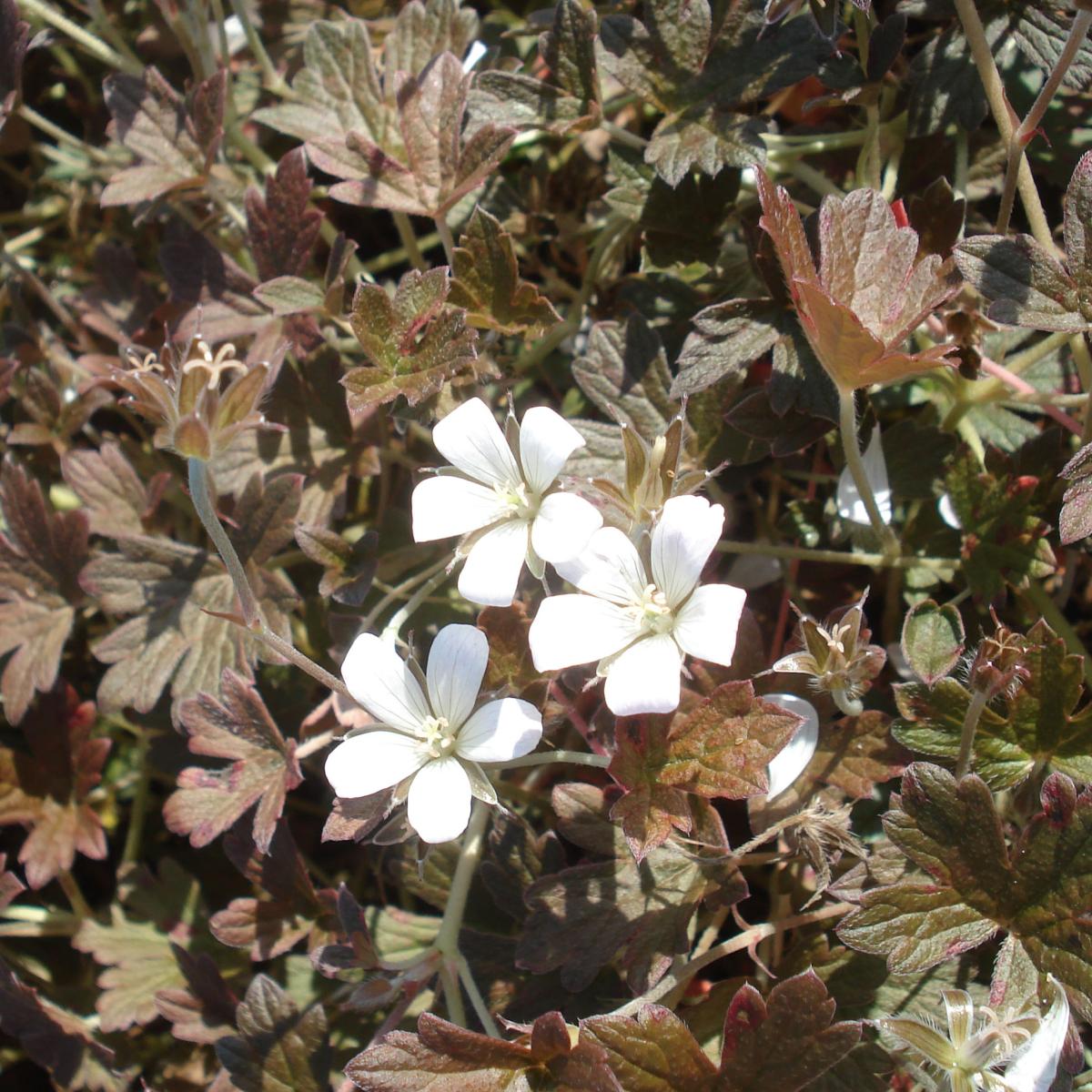 Geranium oxonianum Sanne - Géranium vivace blanc à feuillage brun