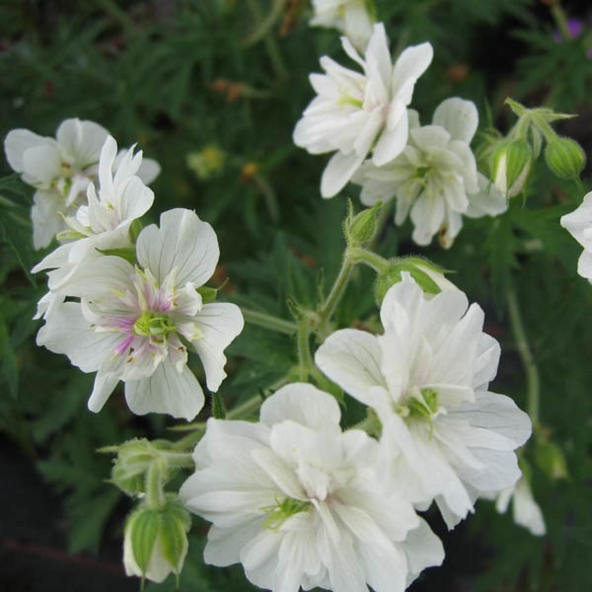 Geranium Pratense Plenum Album Géranium Vivace Double à Fleurs Blanchesdoubles 