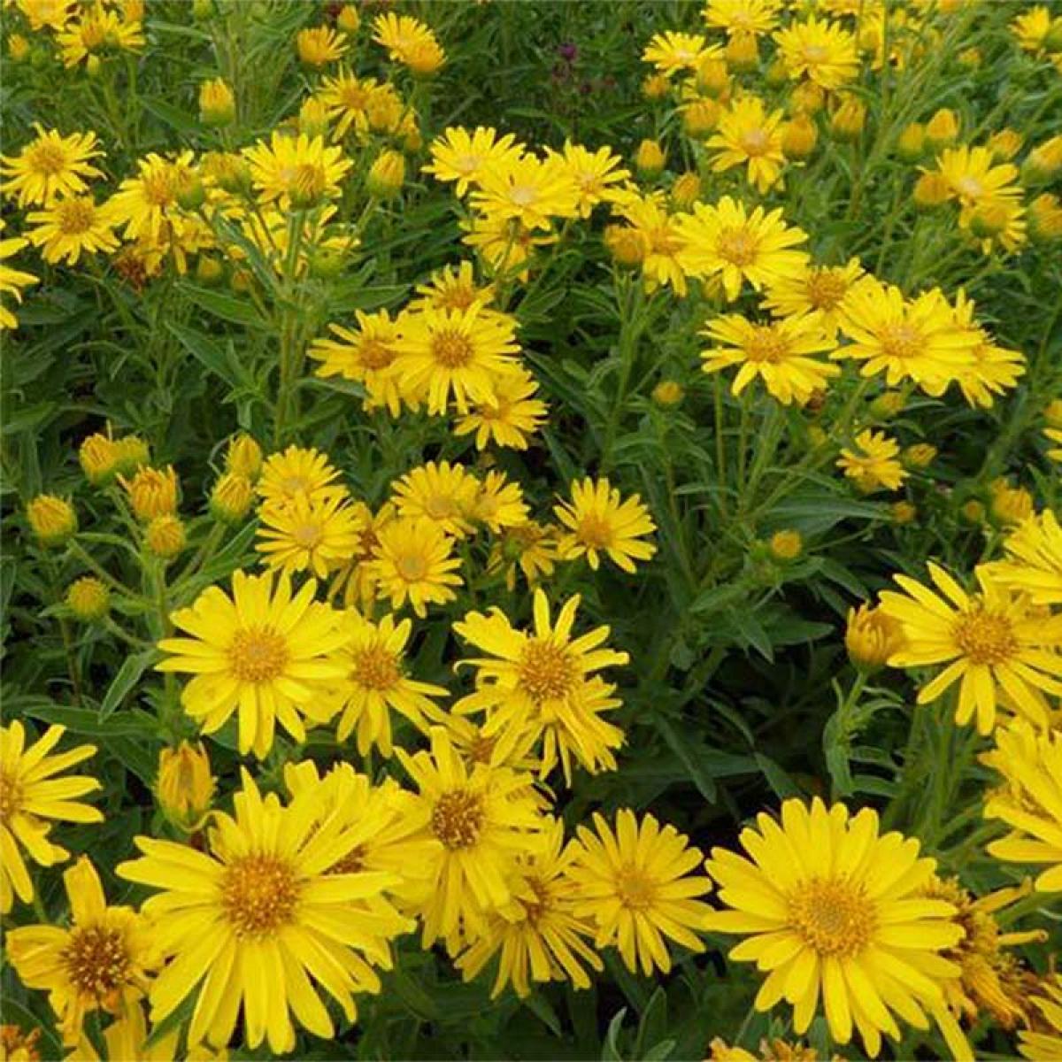 Heterotheca villosa Golden Sunshine - Aster jaune