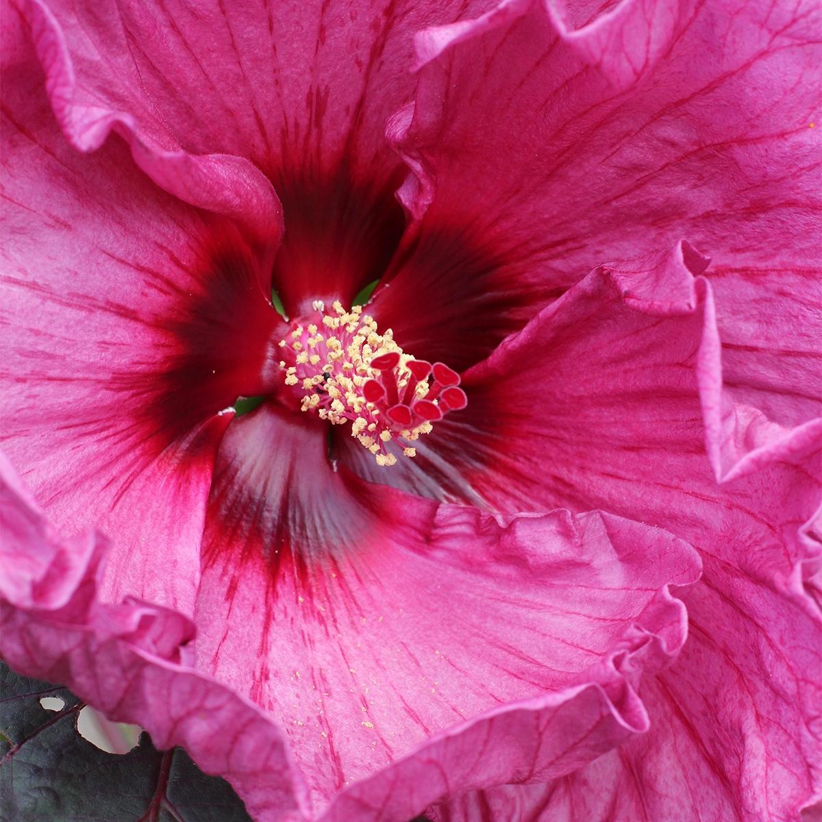 Hibiscus Moscheutos Summerific Berry Awesome Hibiscus Des Marais Hybride à Fleurs Roses De 20 Cm 9498