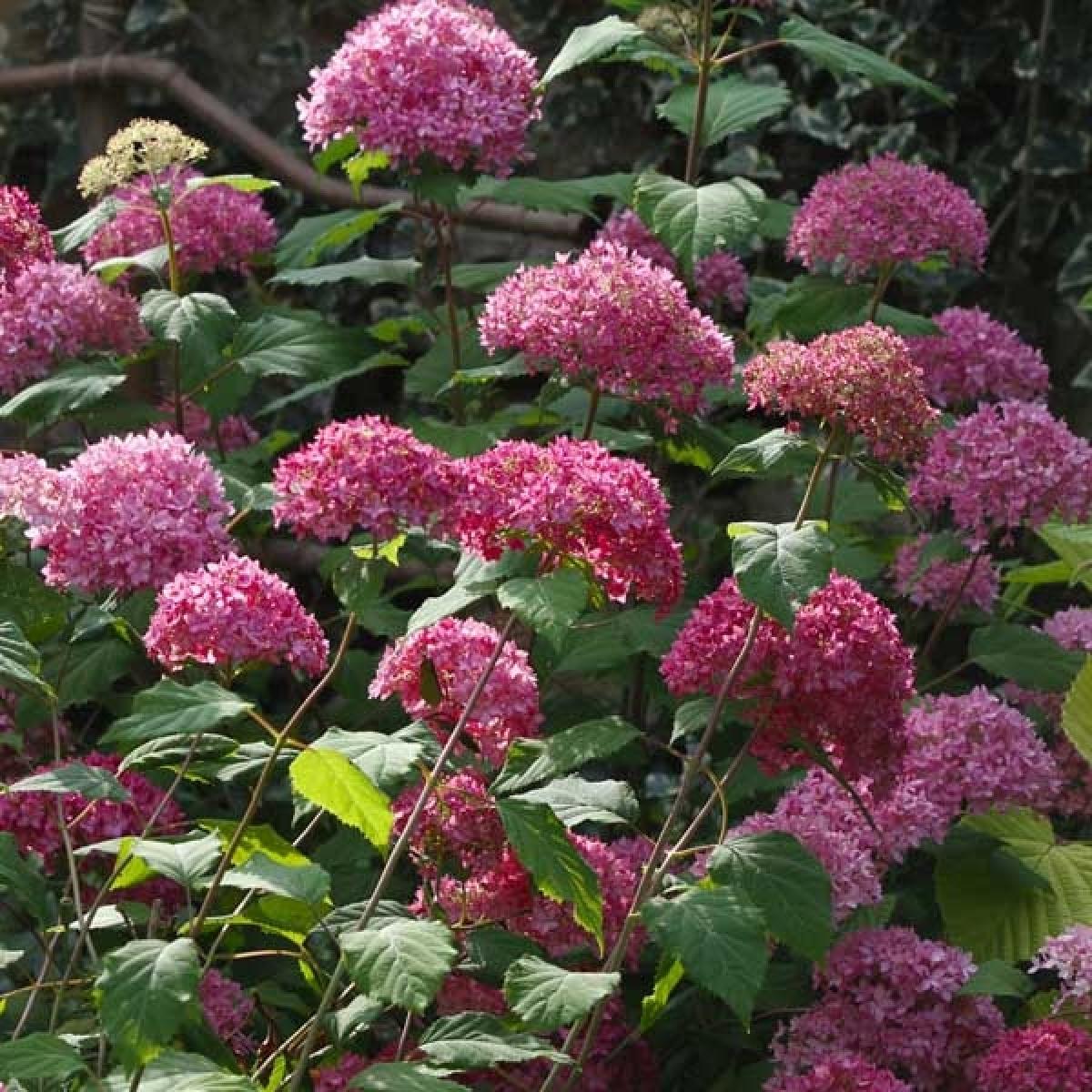 Hydrangea arborecens Bella Anna – Hortensia à grandes fleurs roses