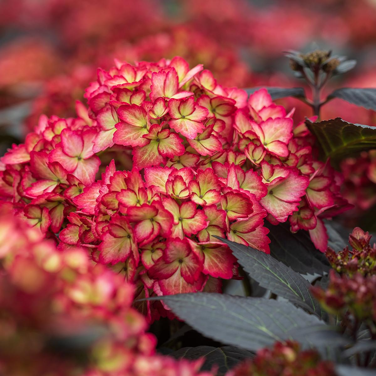 Hydrangea macrophylla Eclipse Hortensia aux feuilles poupre chocolat