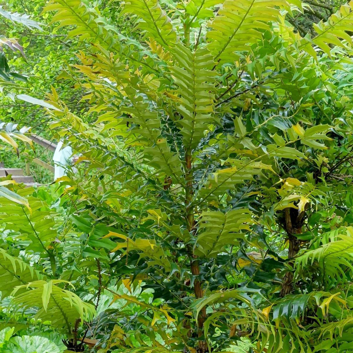 Mahonia Oiwakensis Subsp. Lomariifolia à Floraison Hivernale éclatante