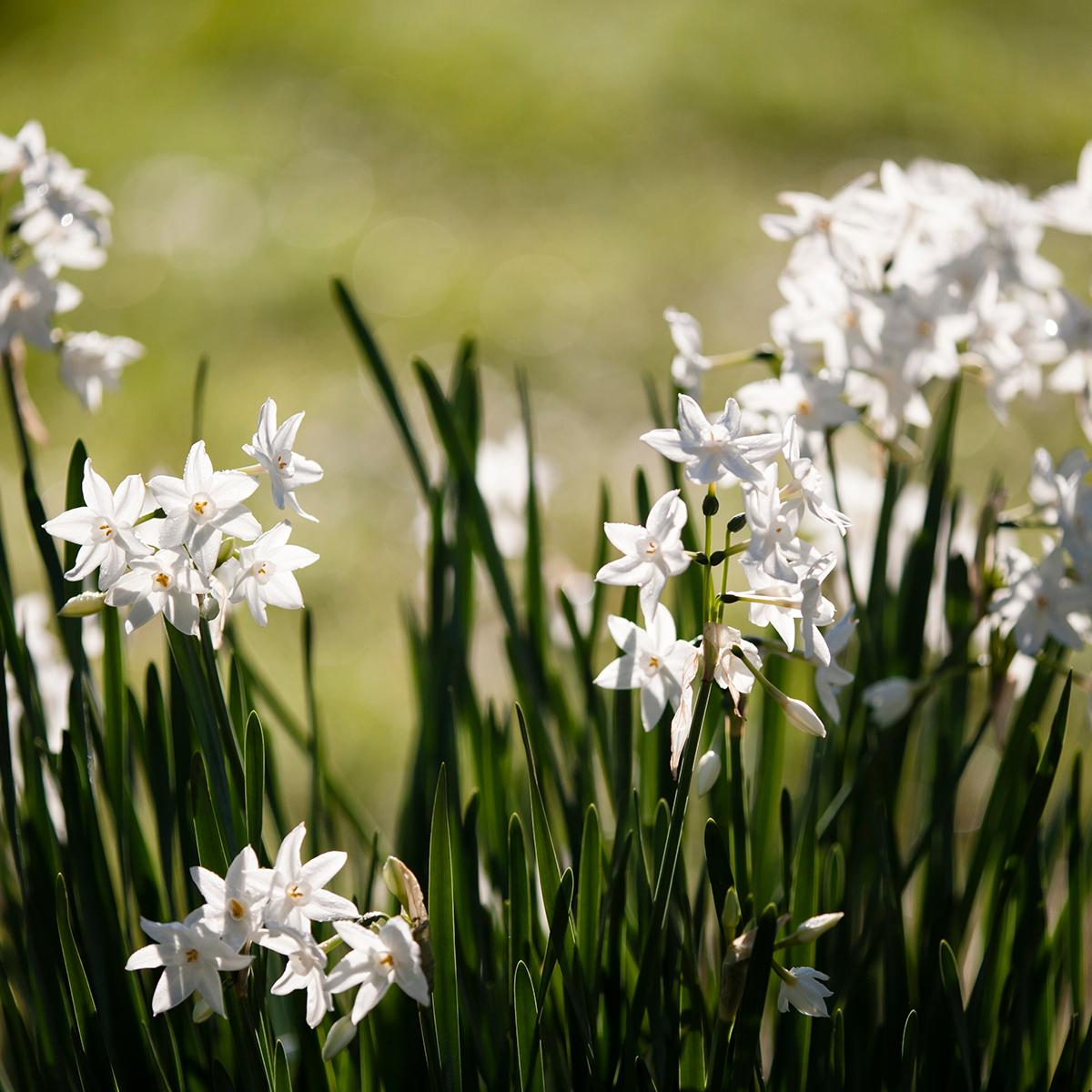 Narcisse Paperwhite Papyraceus Ou Tazetta, Narcisse Blanc à Bouquets ...