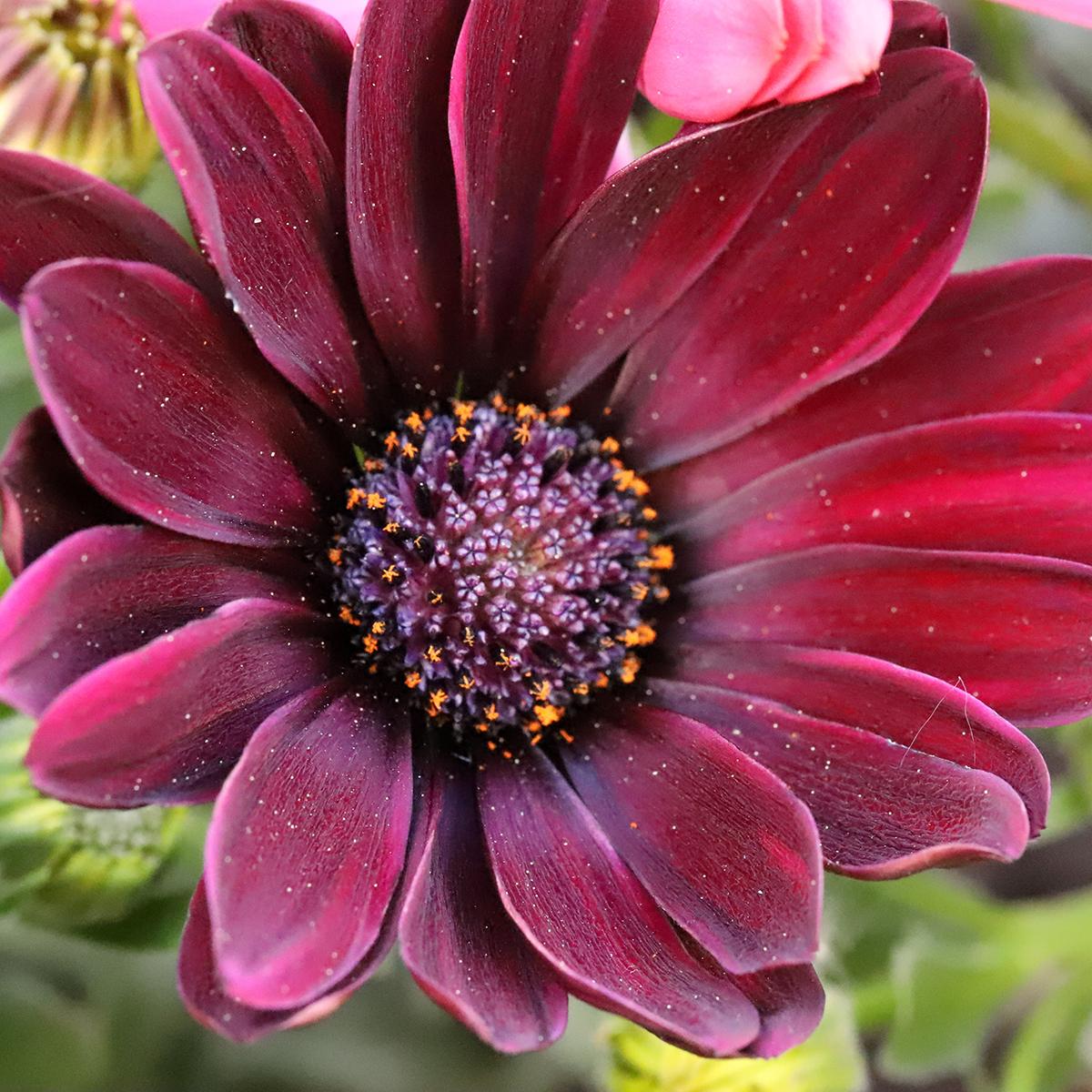 Osteospermum Dalina Red Dark - Dimorphoteca rouge foncé