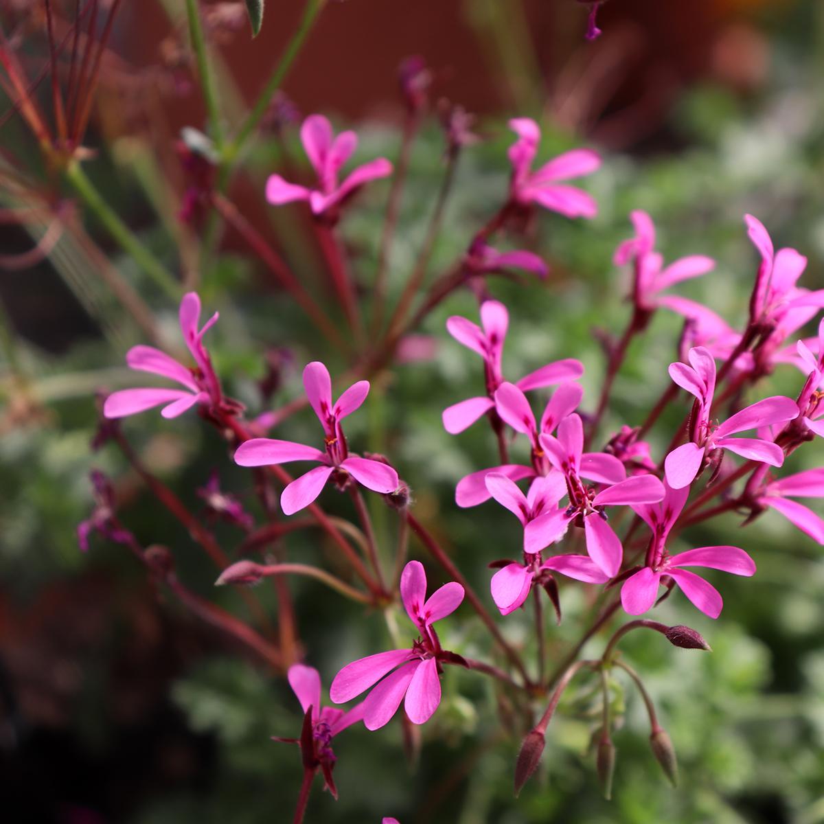 Pelargonium Ionidiflorum - Espèce Botanique Vivace Très Florifère Au ...