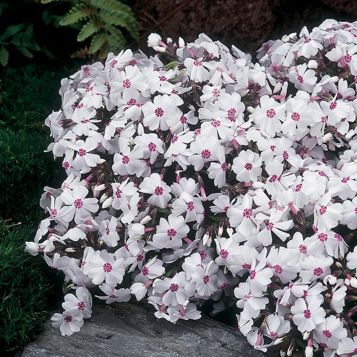 Phlox subulata Amazing Grace - Phlox mousse blanc à œil pourpre