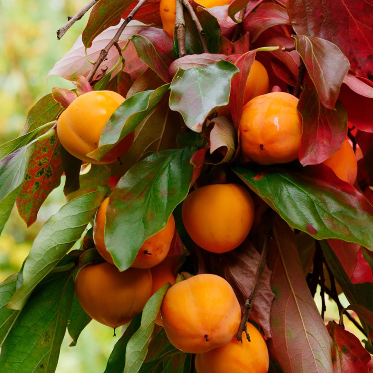 Diospyros Kaki Korea Plaqueminier Résistant Au Froid Kakis De Saveur Douce Et Sucrée