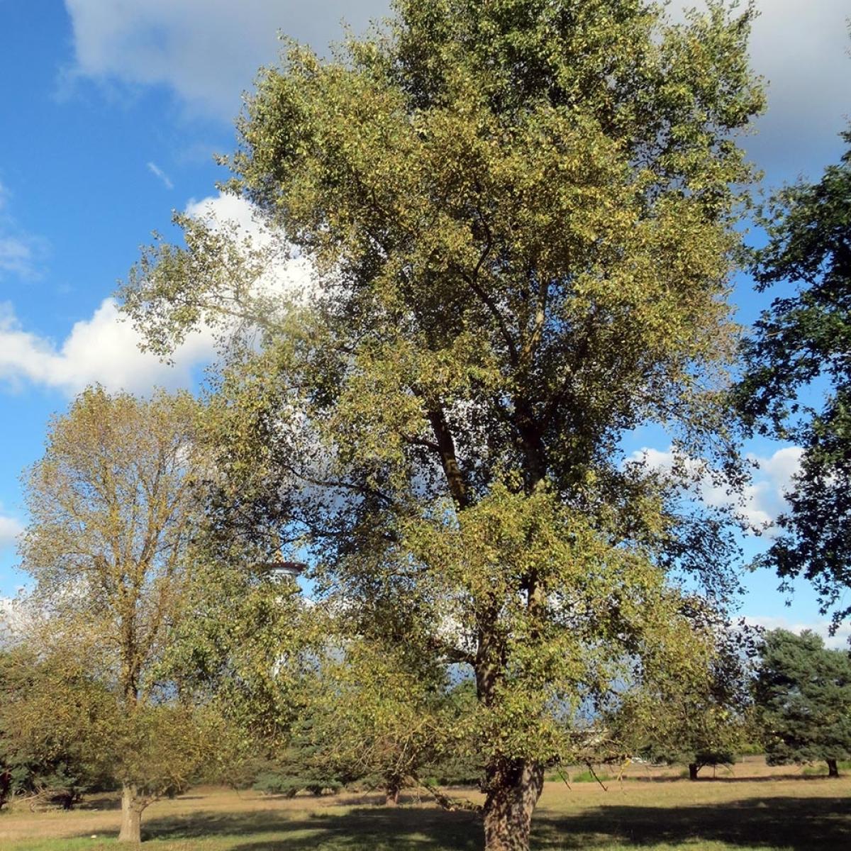 Populus Euramericana Canadensis Robusta Peuplier Du Canada à Port