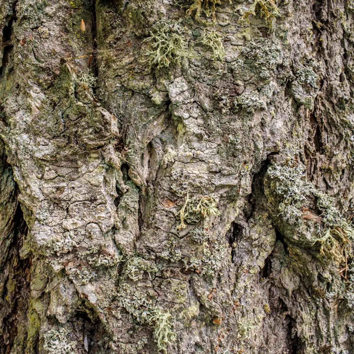 Pseudotsuga Menziesii Ou Douglasii Sapin Ou Pin Douglas De L Oregon