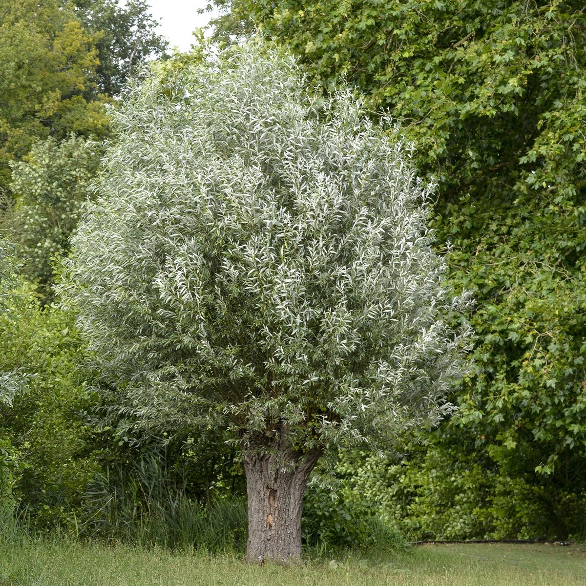 Salix alba Liempde - Saule blanc - Cultivar mâle de port étroit et élancé.