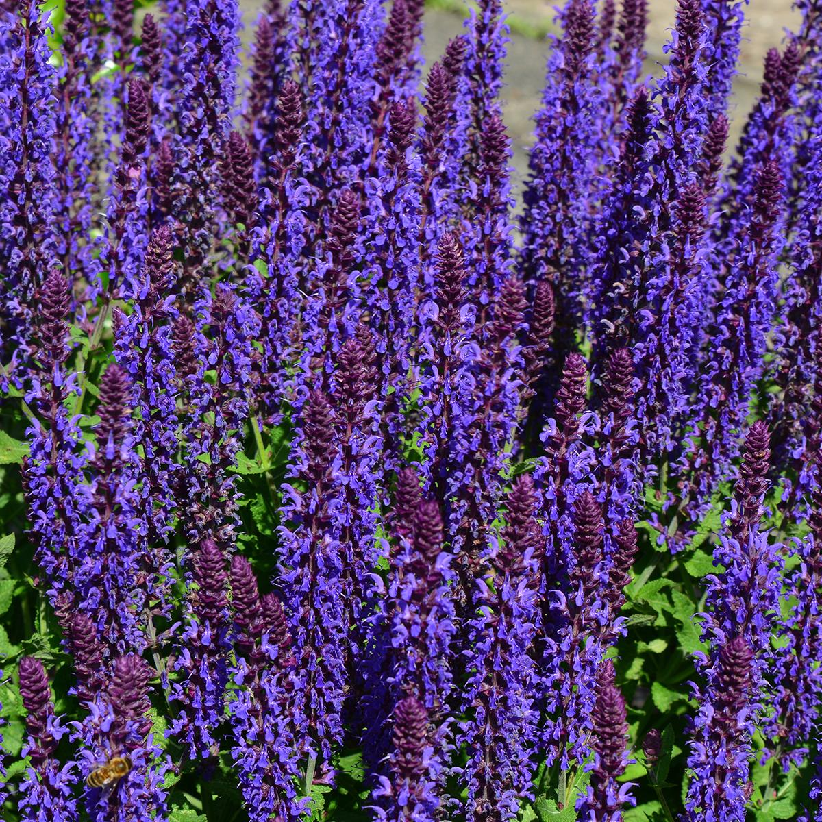 Salvia nemorosa Blue Bouquetta - Sauge vivace compacte, très florifère ...