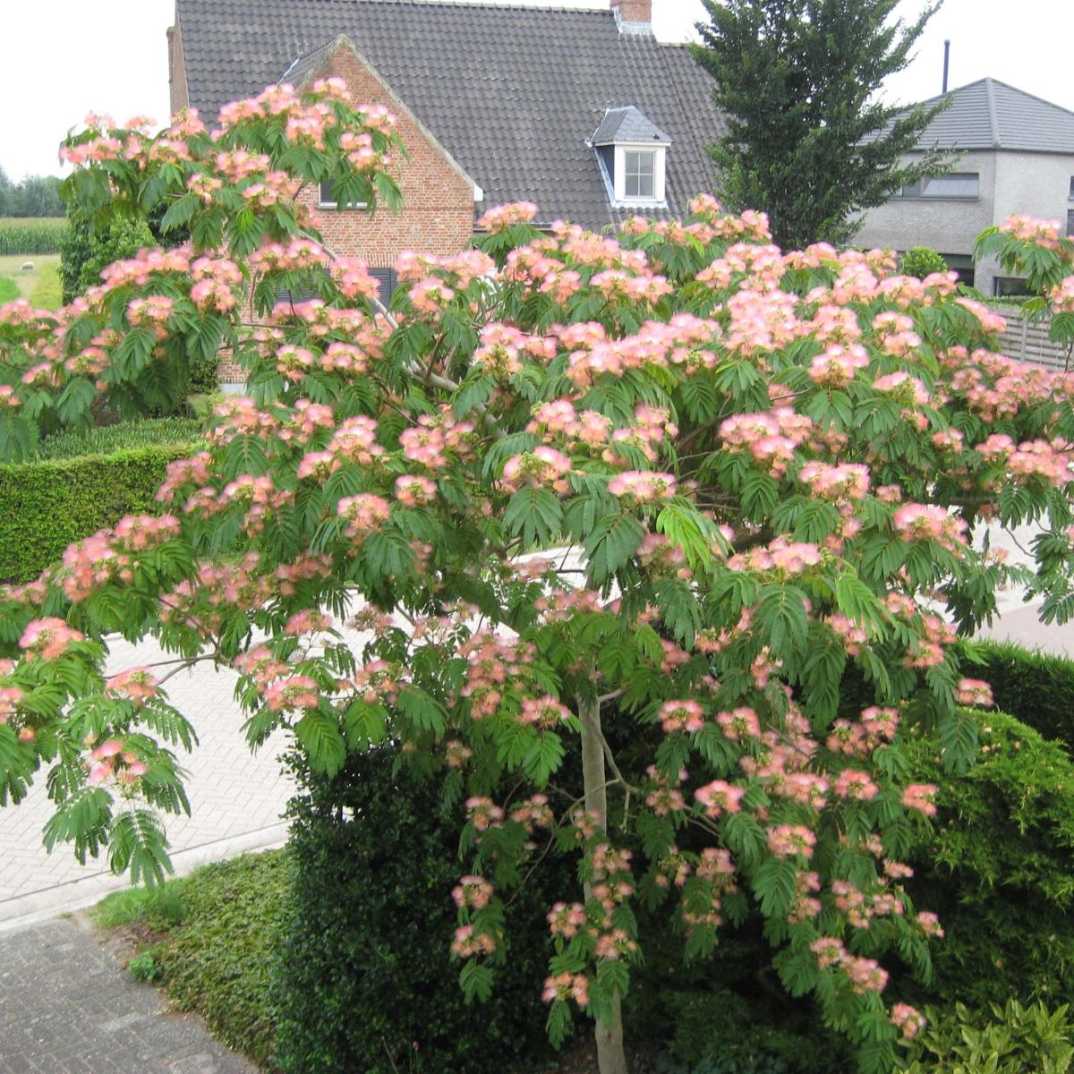 Albizia Julibrissin Tropical Dream Arbre Soie Acacia De Constantinople