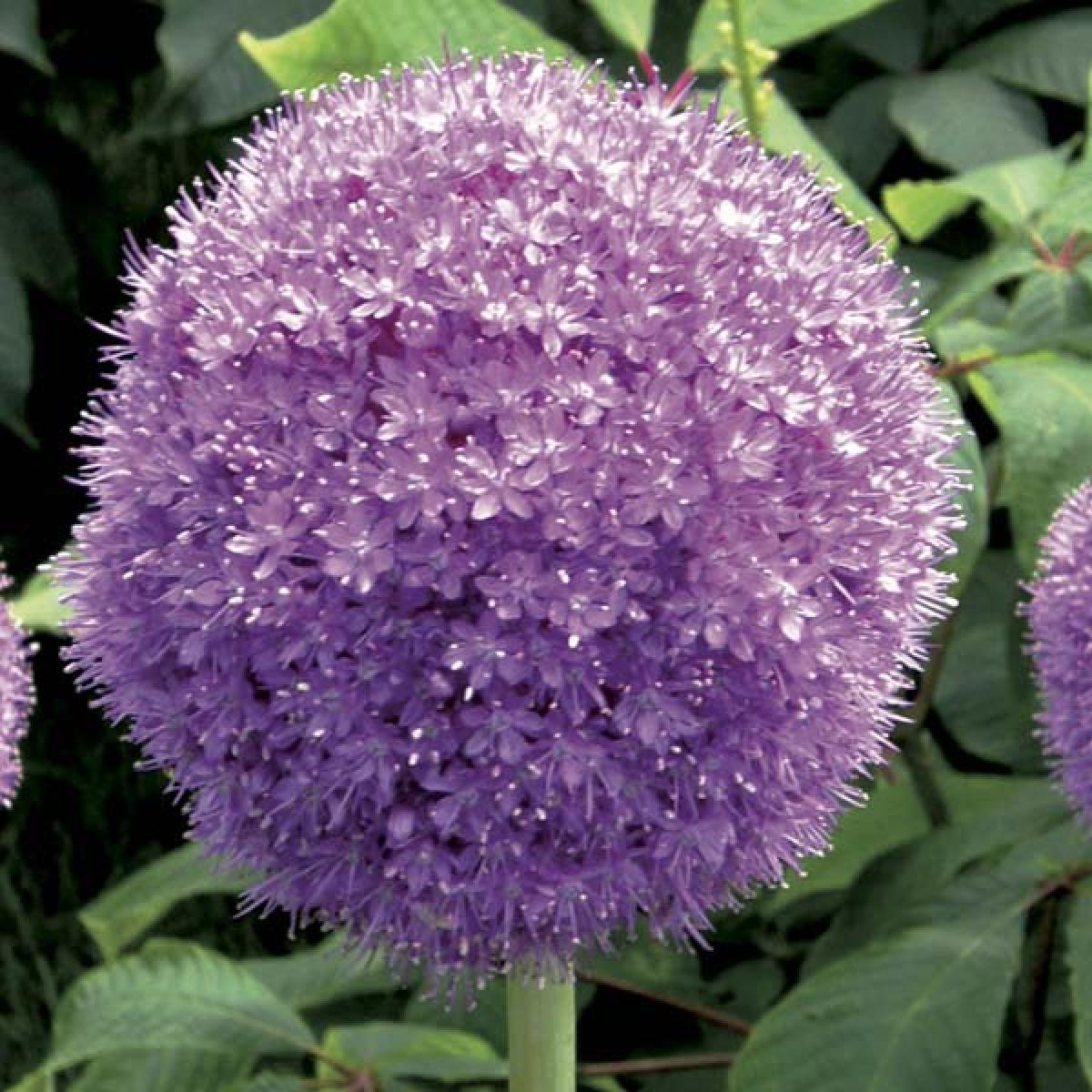 ail d ornement géant allium giganteum aux boules de fleurs lilas