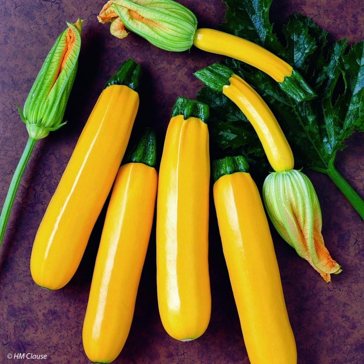 Courgette Jaune Orelia F1 En Plants Variété Productive à Fruits Jaunes