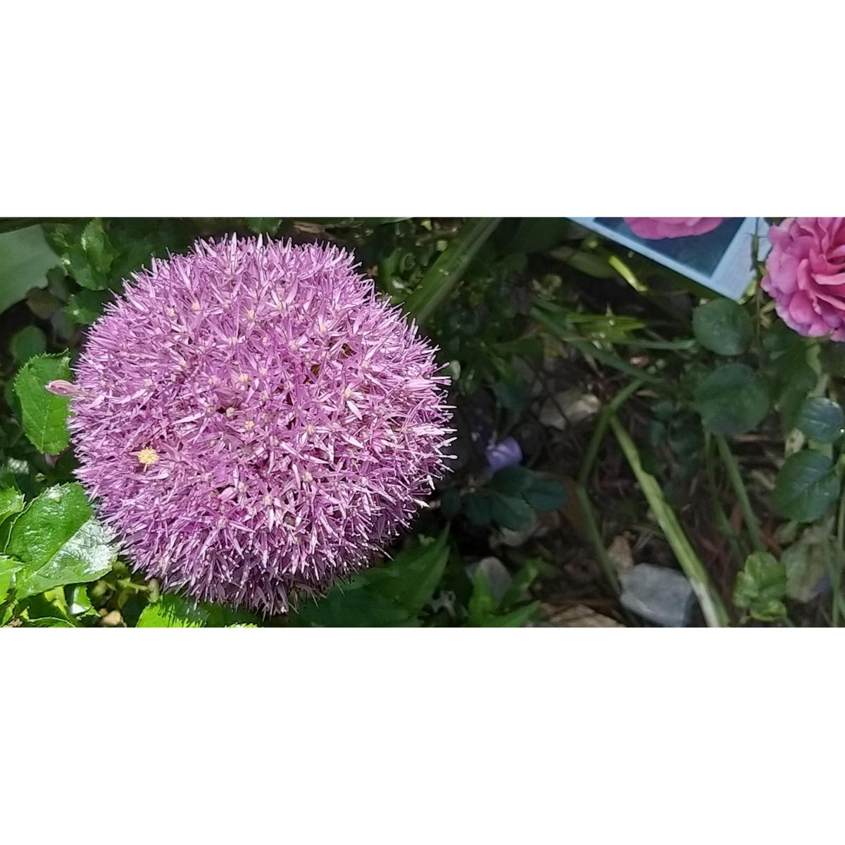 Allium Pinball Wizard Ail D Ornement Bulbeuse Aux Fleurs Rose Mauve