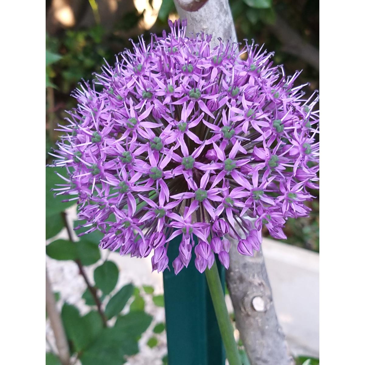 Allium Rosenbachianum Ail D Ornement Aux Ombelles Rose Mauve