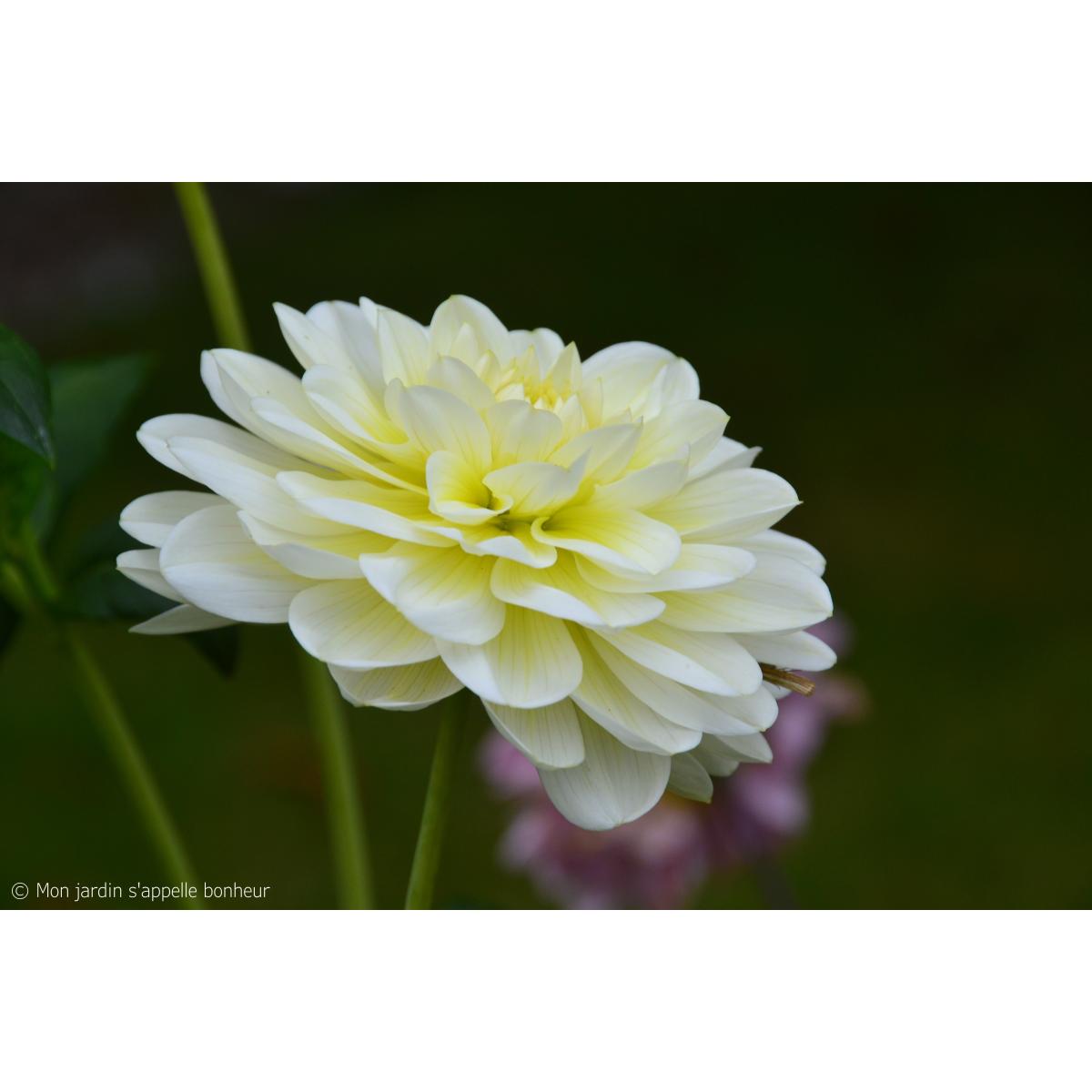 Dahlia Vanilla - Dahlia décoratif aux fleurs blanc ivoire.