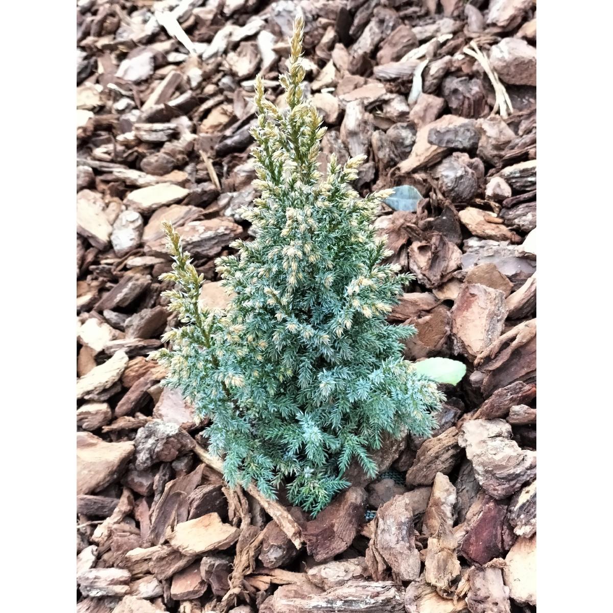 Juniperus Pingii Hulsdonk Yellow - Conifère Nain à Feuillage Jaune