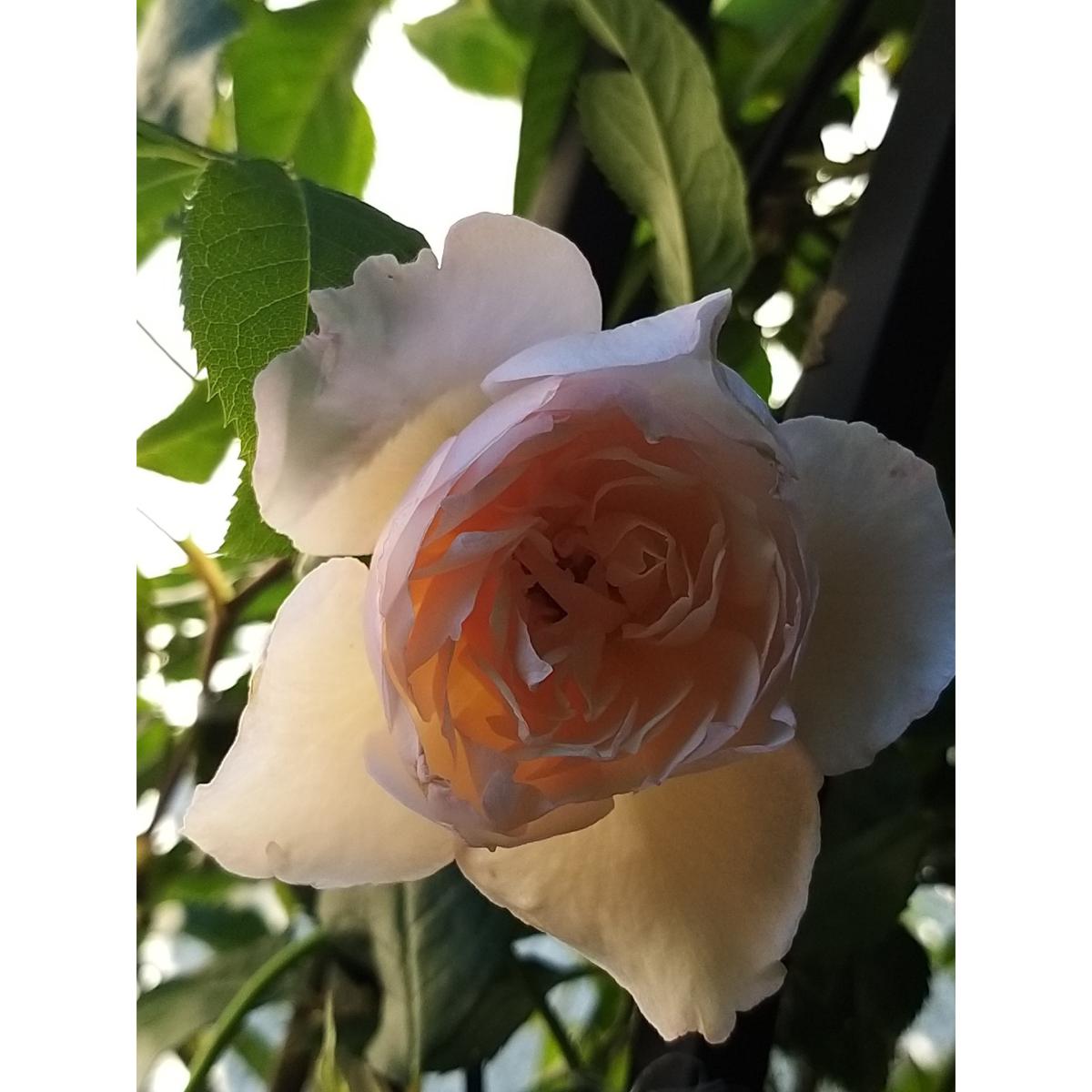 Rosier The Generous Gardener Ausdrawn Rosier grimpant David Austin à fleurs doubles blanc rosé