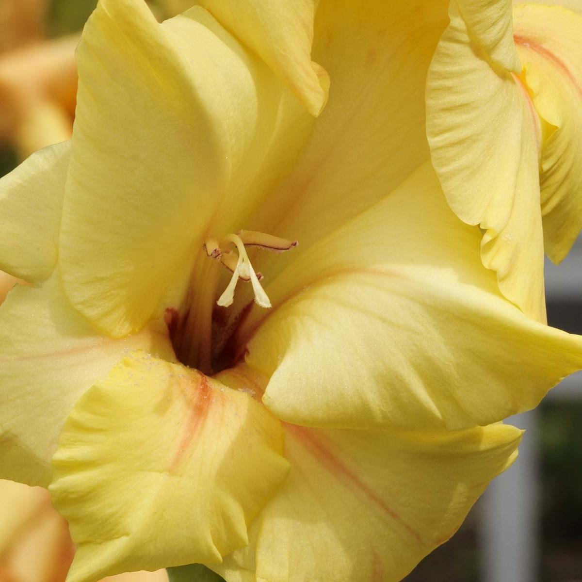 Glaïeul ou Gladiolus Ovatie - Un magnifique glaieul hybride orange ...