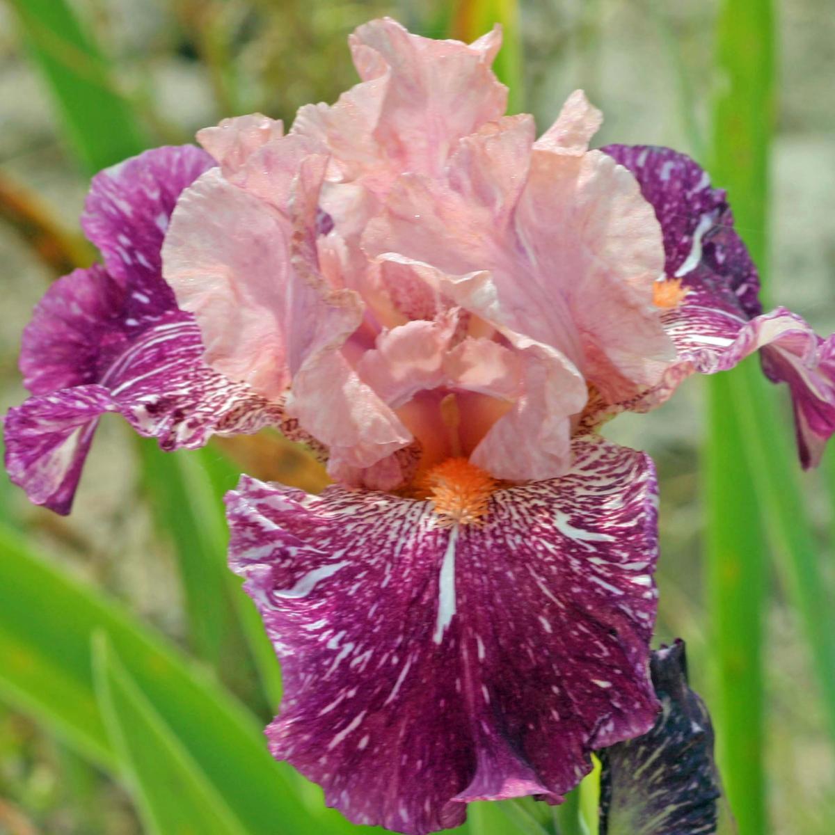 Iris germanica Anaconda Love - Iris de bordure 'broken', rose, pourpre ...