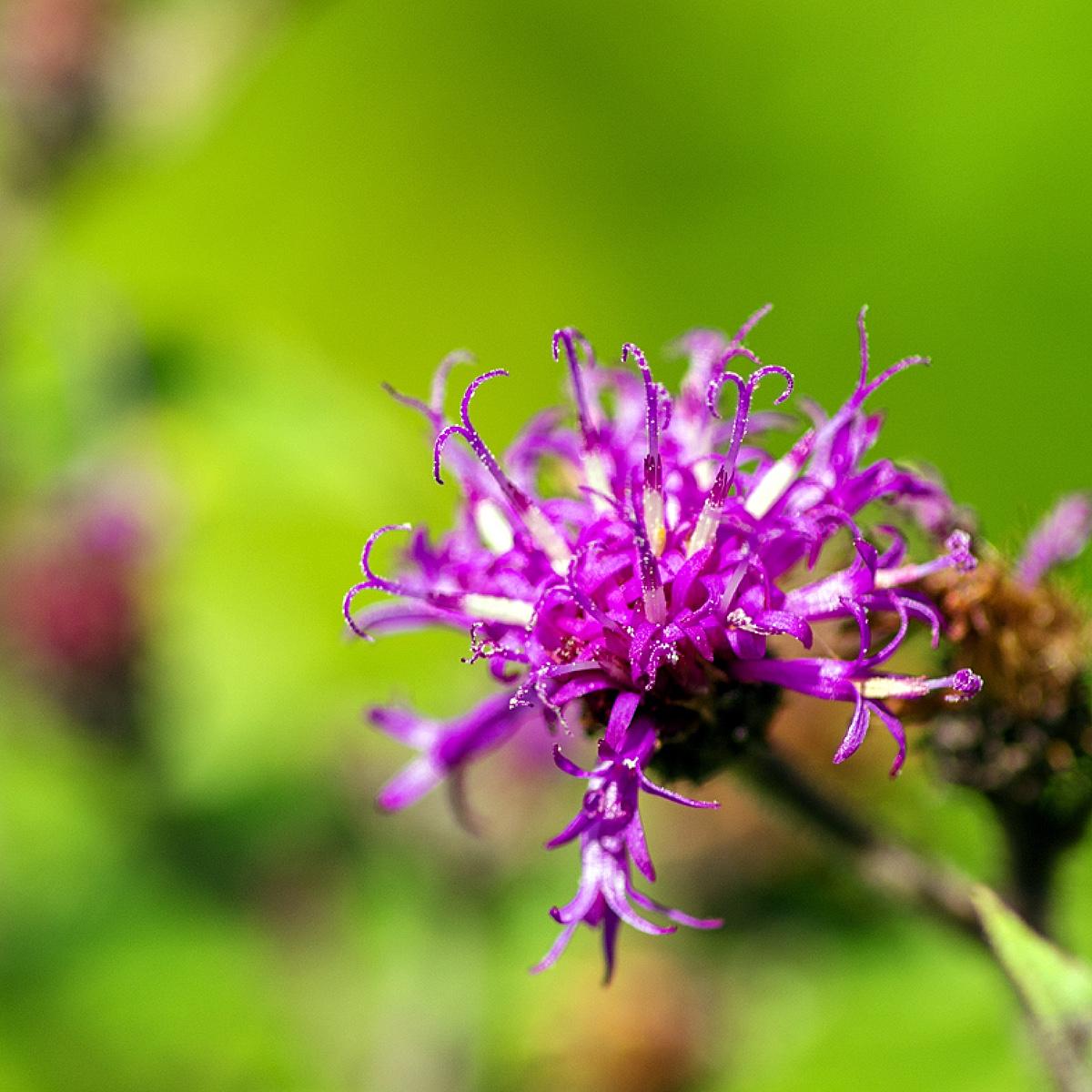 Vernonia Missurica Grande Vivace D T Fleurs Rose Magenta Pourpr