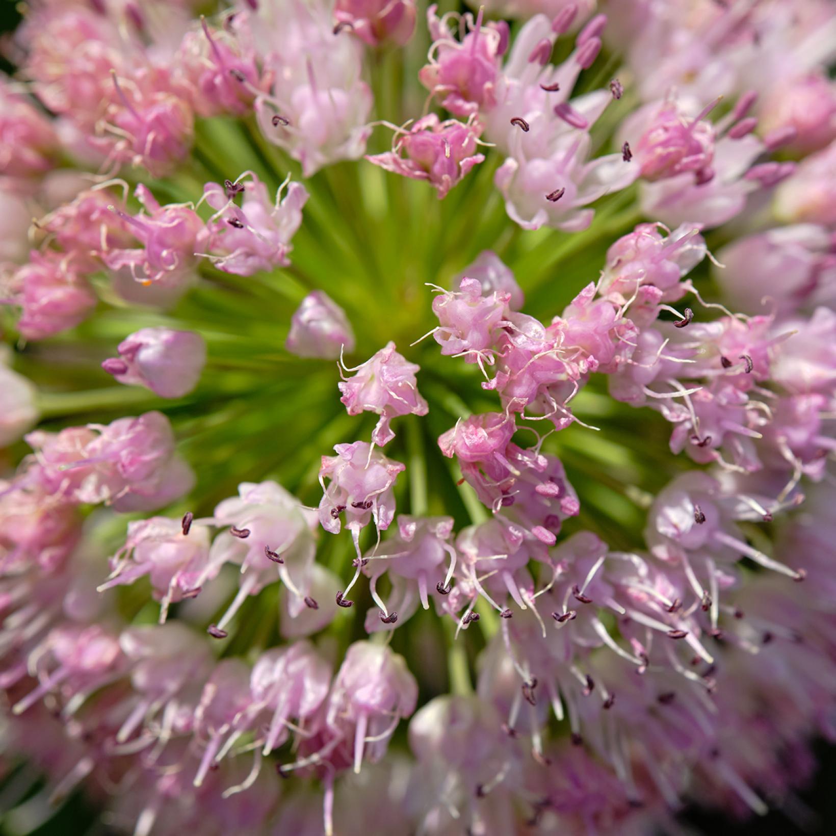 Allium Angulosum Ou Acutangulum Ail D Ornement Fleurs Roses Bulbe