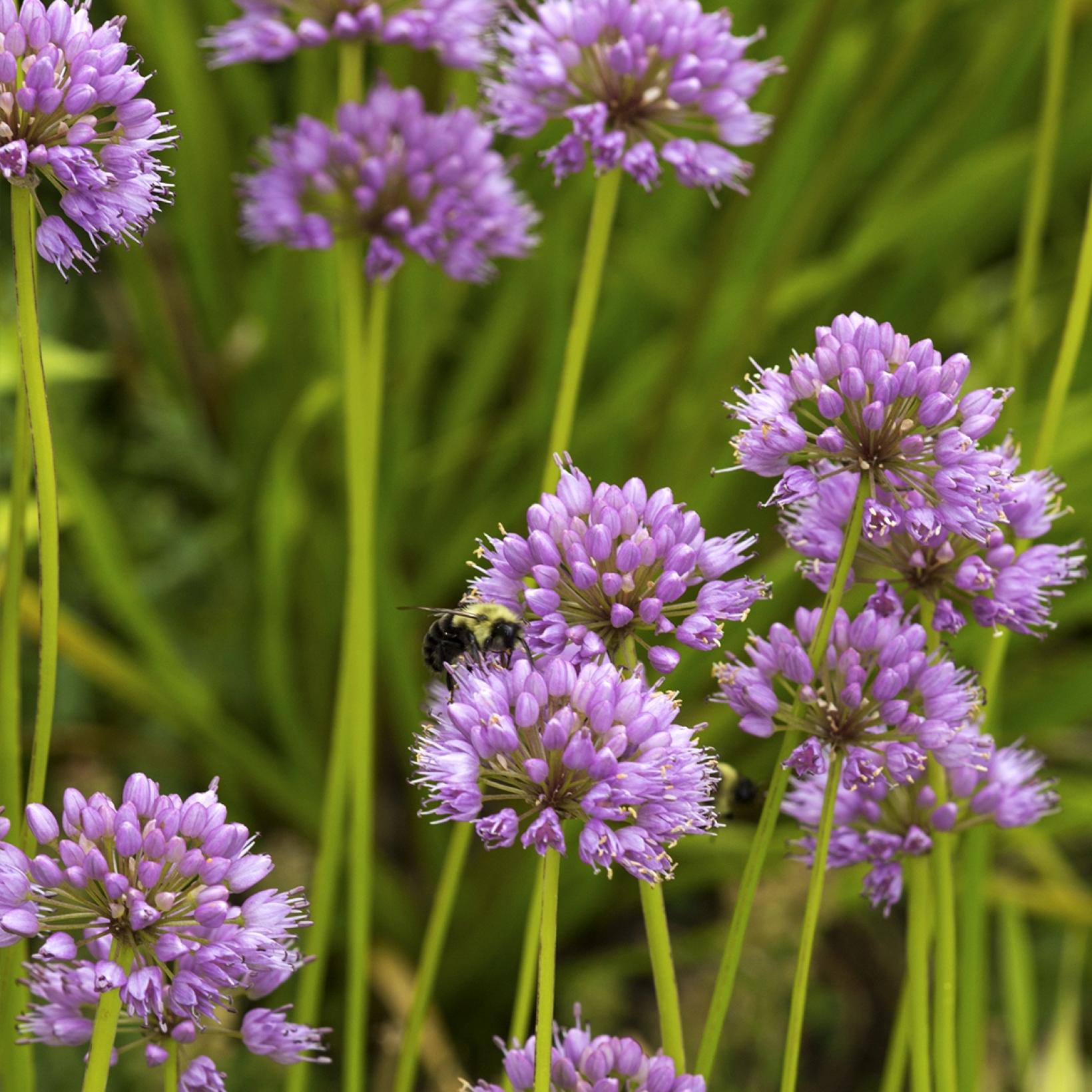 Allium carolinianum Rosy Dream - Ail d'ornement compact, à fleurs ...