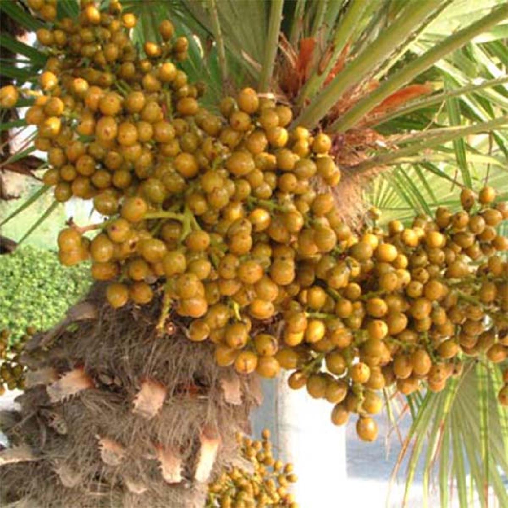 Chamaerops Humilis Palmier Nain Feuilles En Forme D Ventail