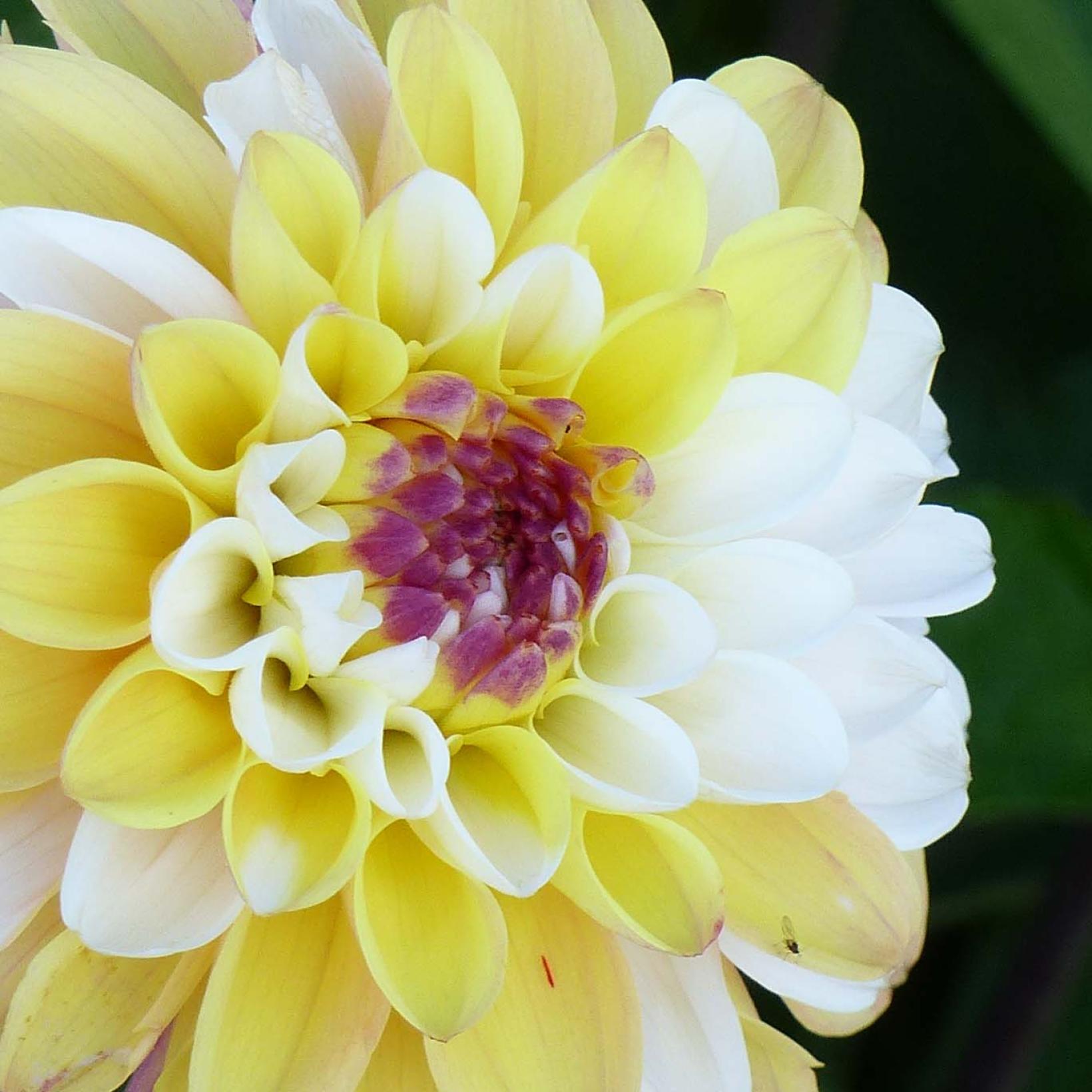 Dahlia Double Jill - Dahlia balle aux fleurs en pompons bicolores jaune ...